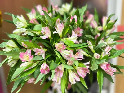 Альстромерия поштучно 