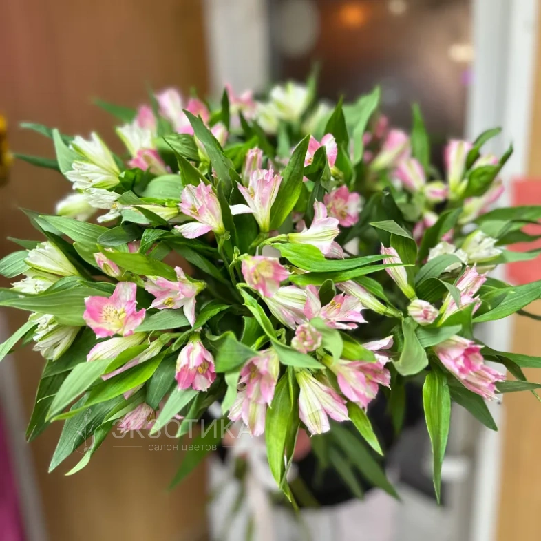 Альстромерия поштучно 