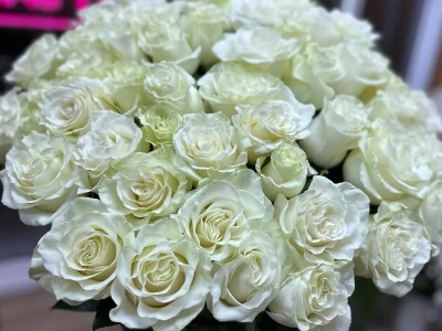 Букет из 51 белой розы «Миледи»